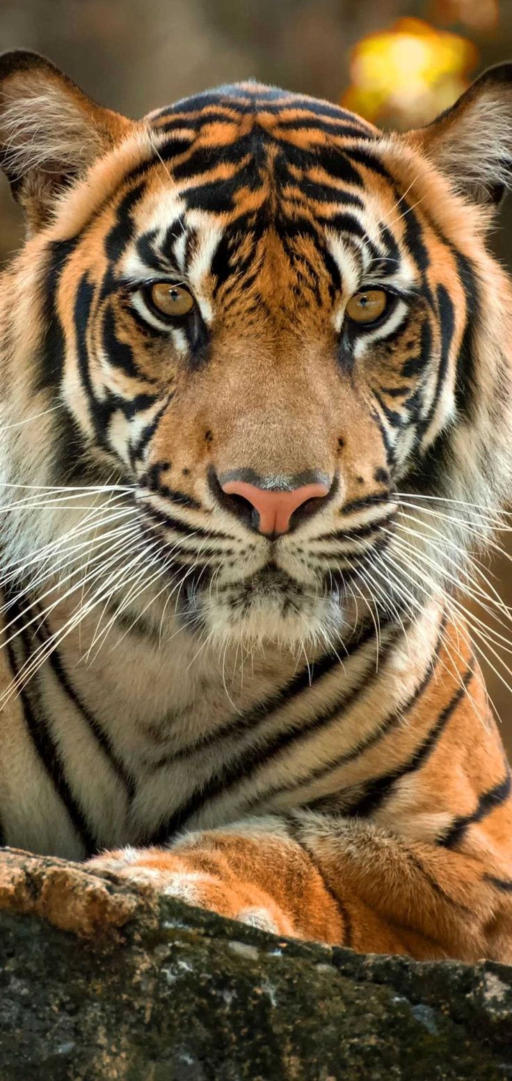 Tiger Phone Wallpapers