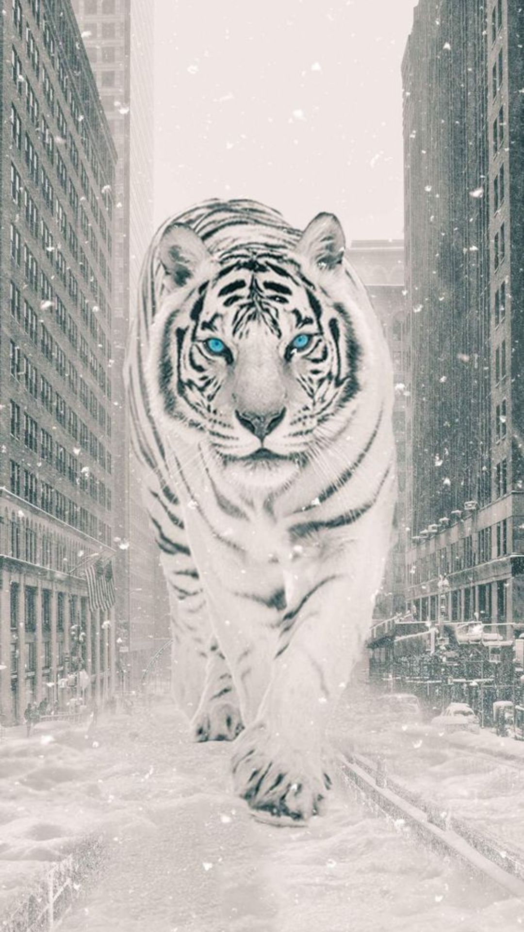 Tiger Phone Wallpapers