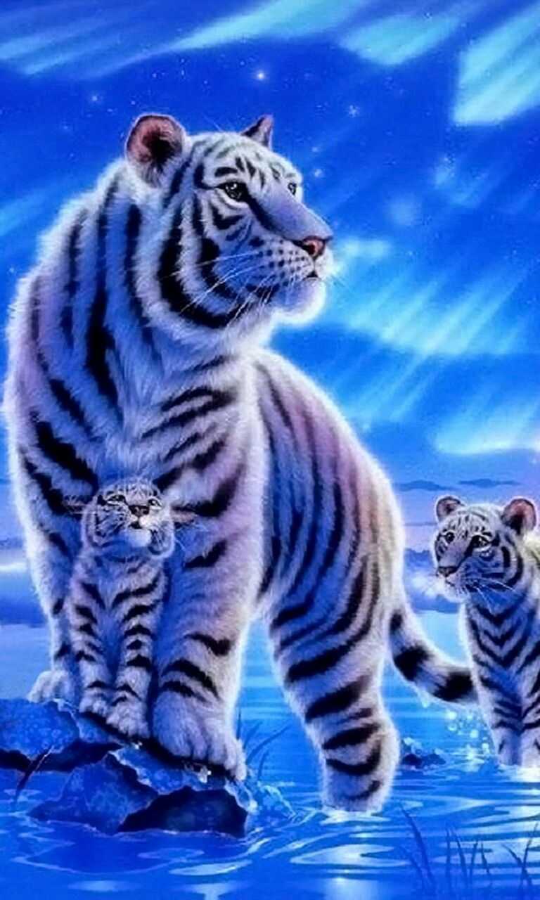 Tiger Phone Wallpapers