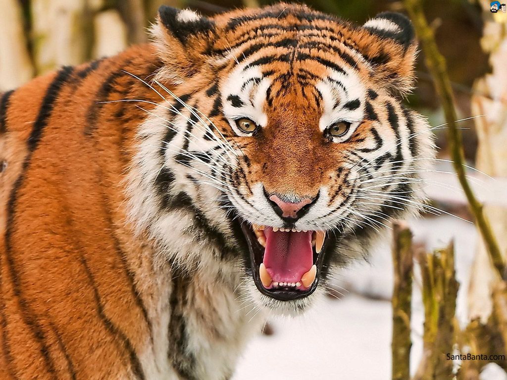 Tiger Roaring Wallpapers