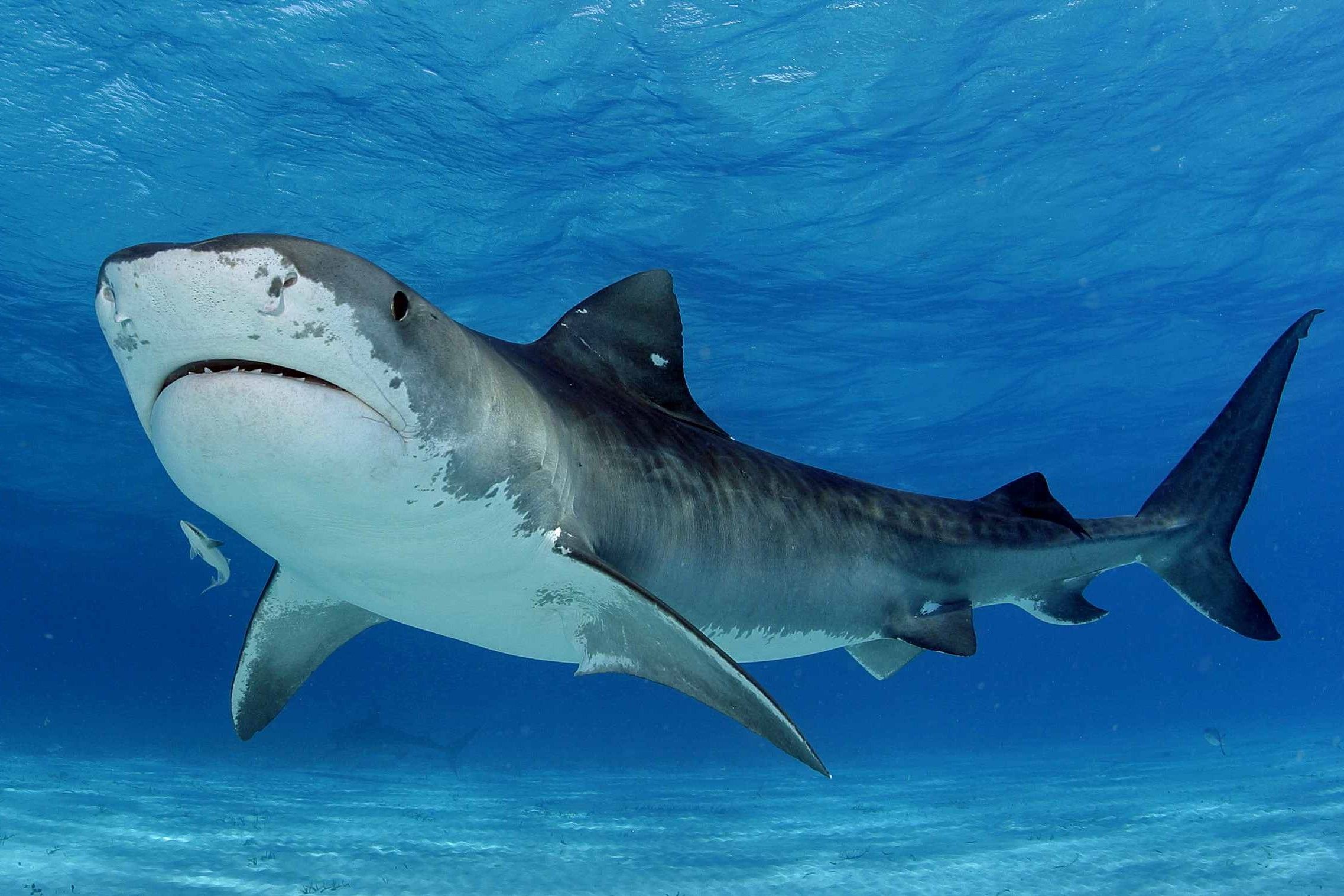 Tiger Shark Wallpapers