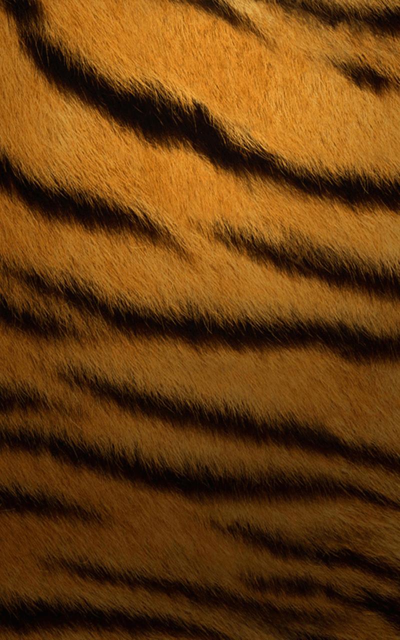 Tiger Stripes Wallpapers