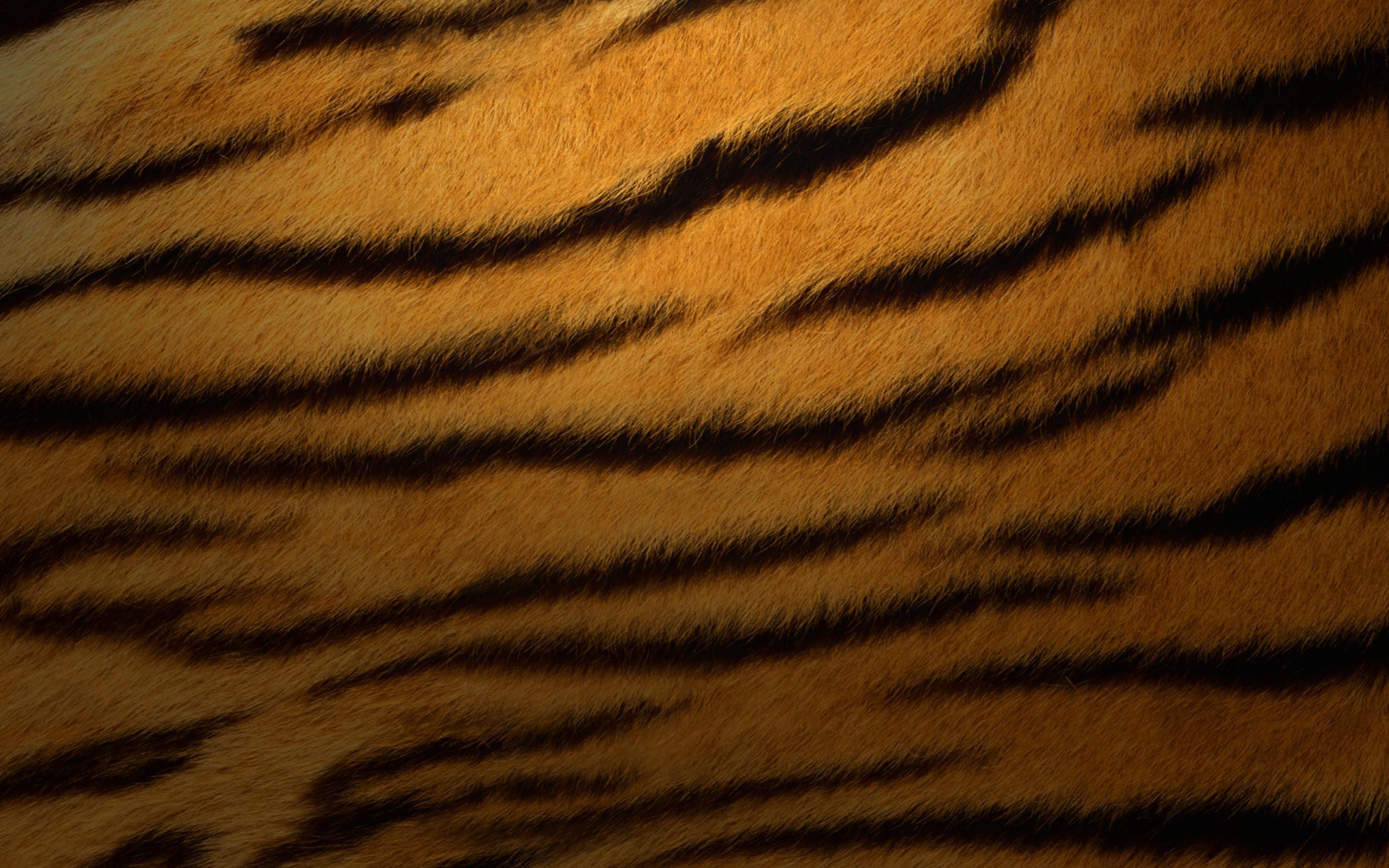 Tiger Stripes Wallpapers