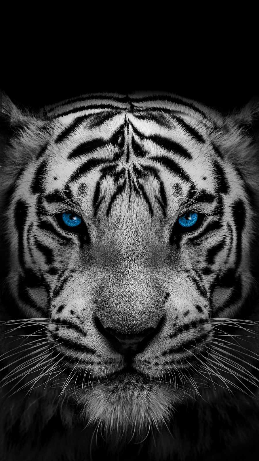 Tiger Wallpapers