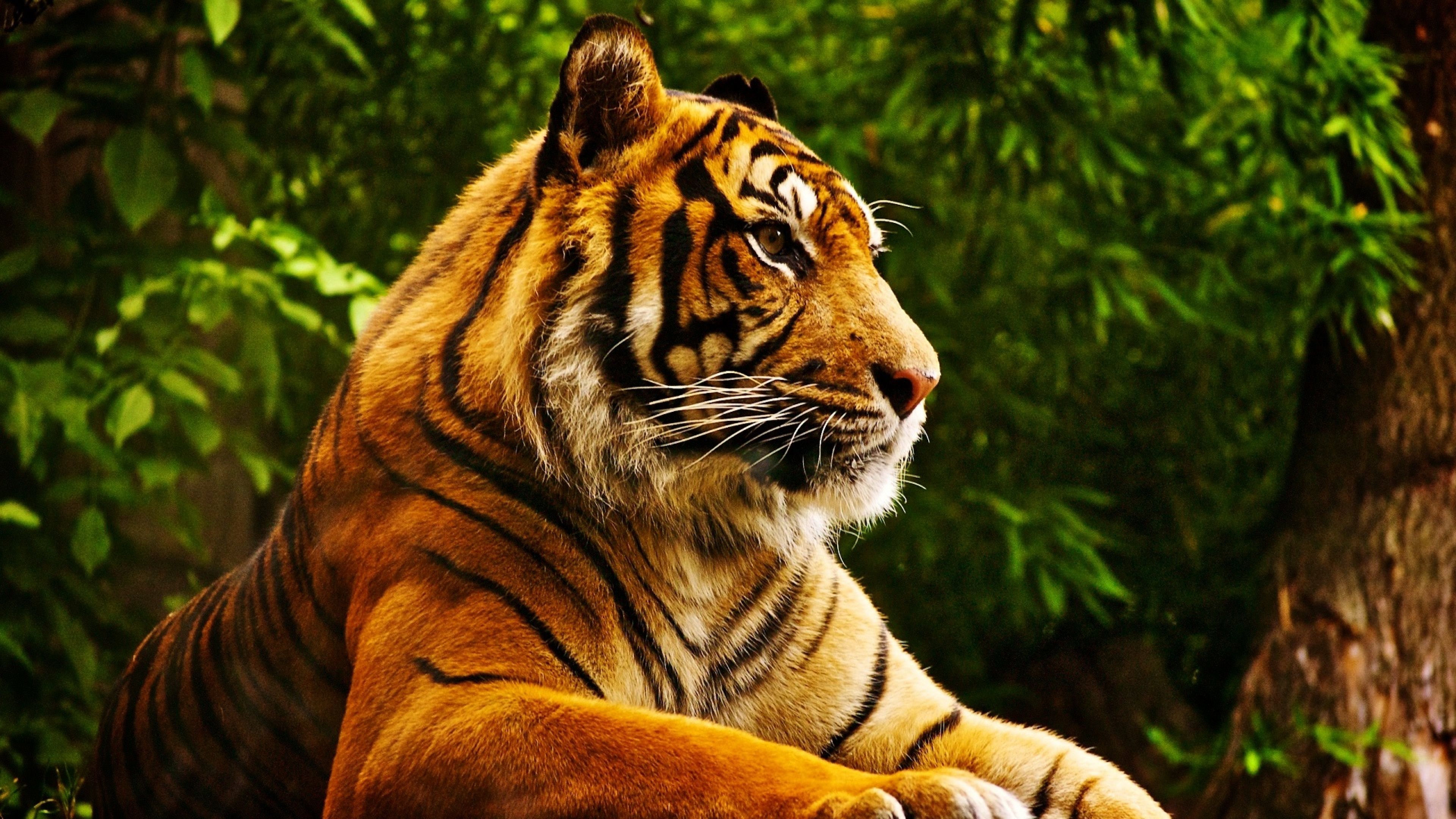 Tiger Wallpapers