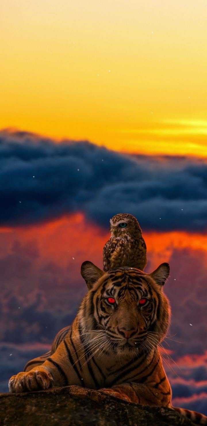 Tigers Iphone Wallpapers