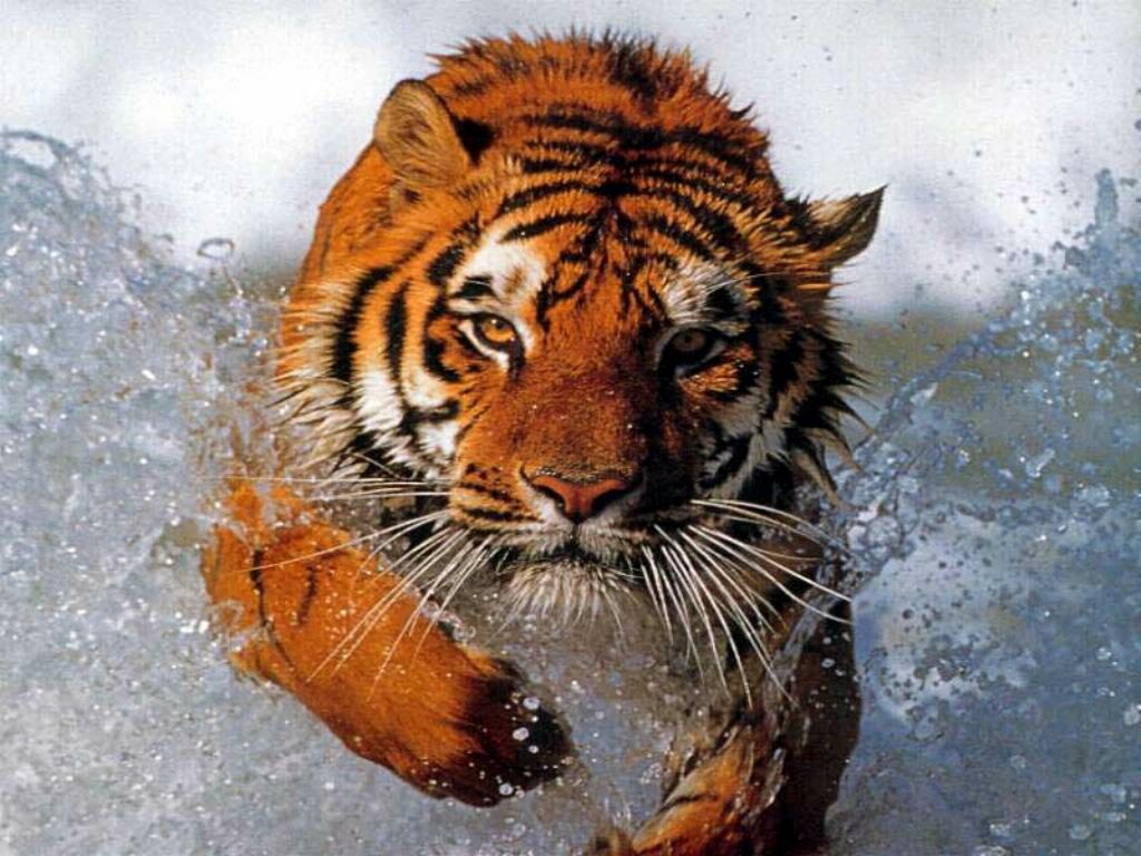 Tigers Wallpapers