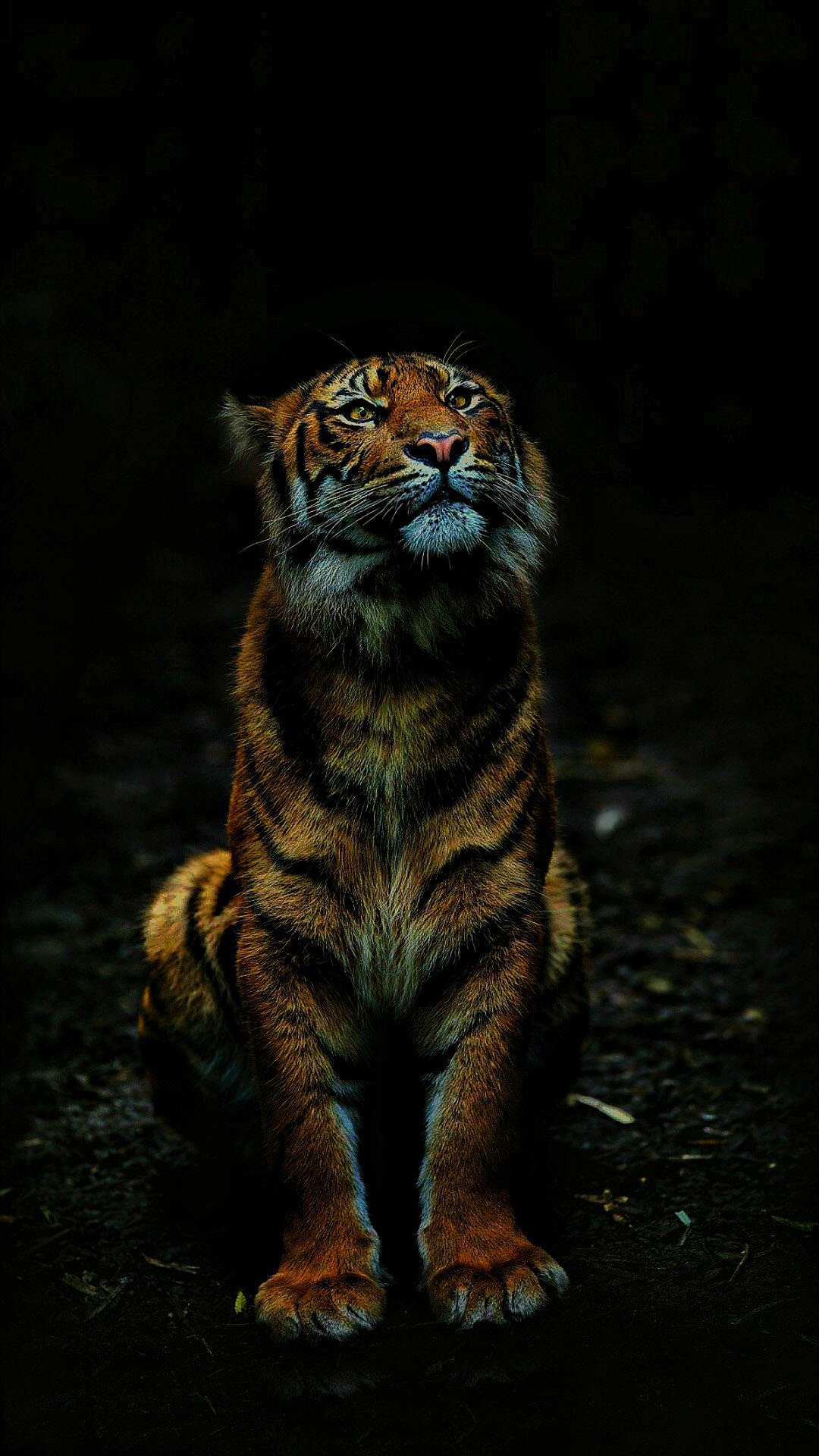 Tigger Iphone Wallpapers