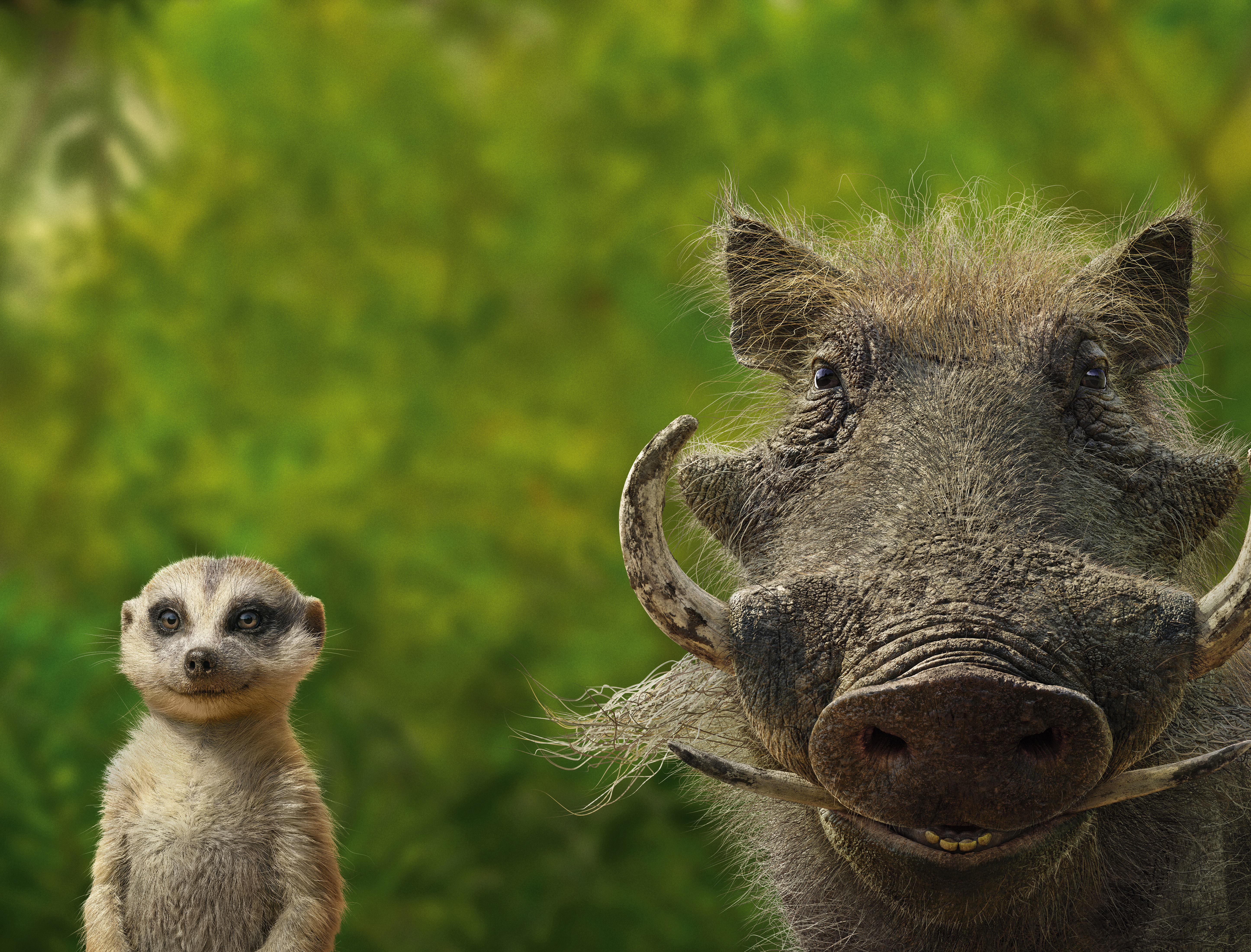 Timon And Pumbaa Wallpapers