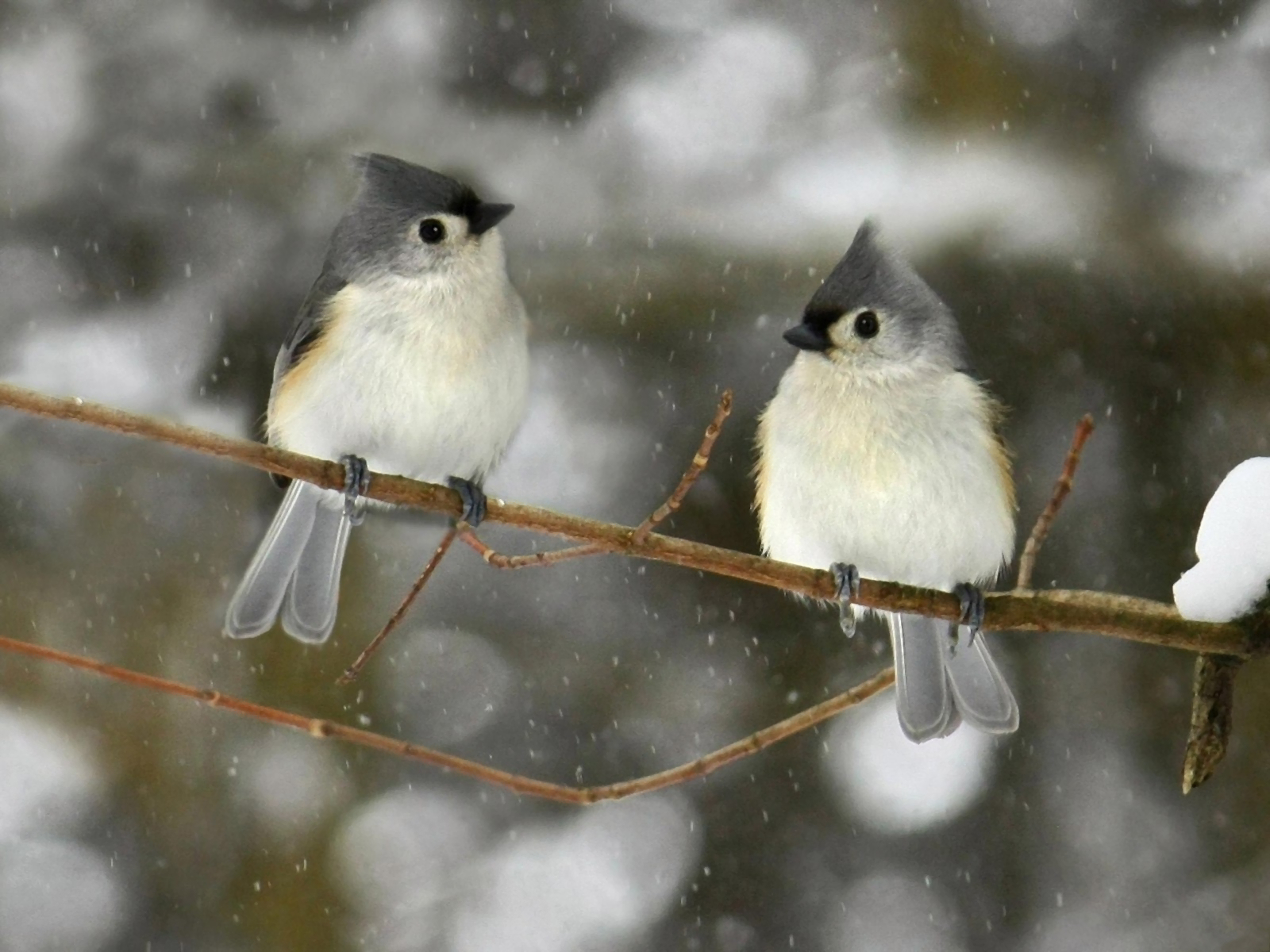 Titmouse Wallpapers