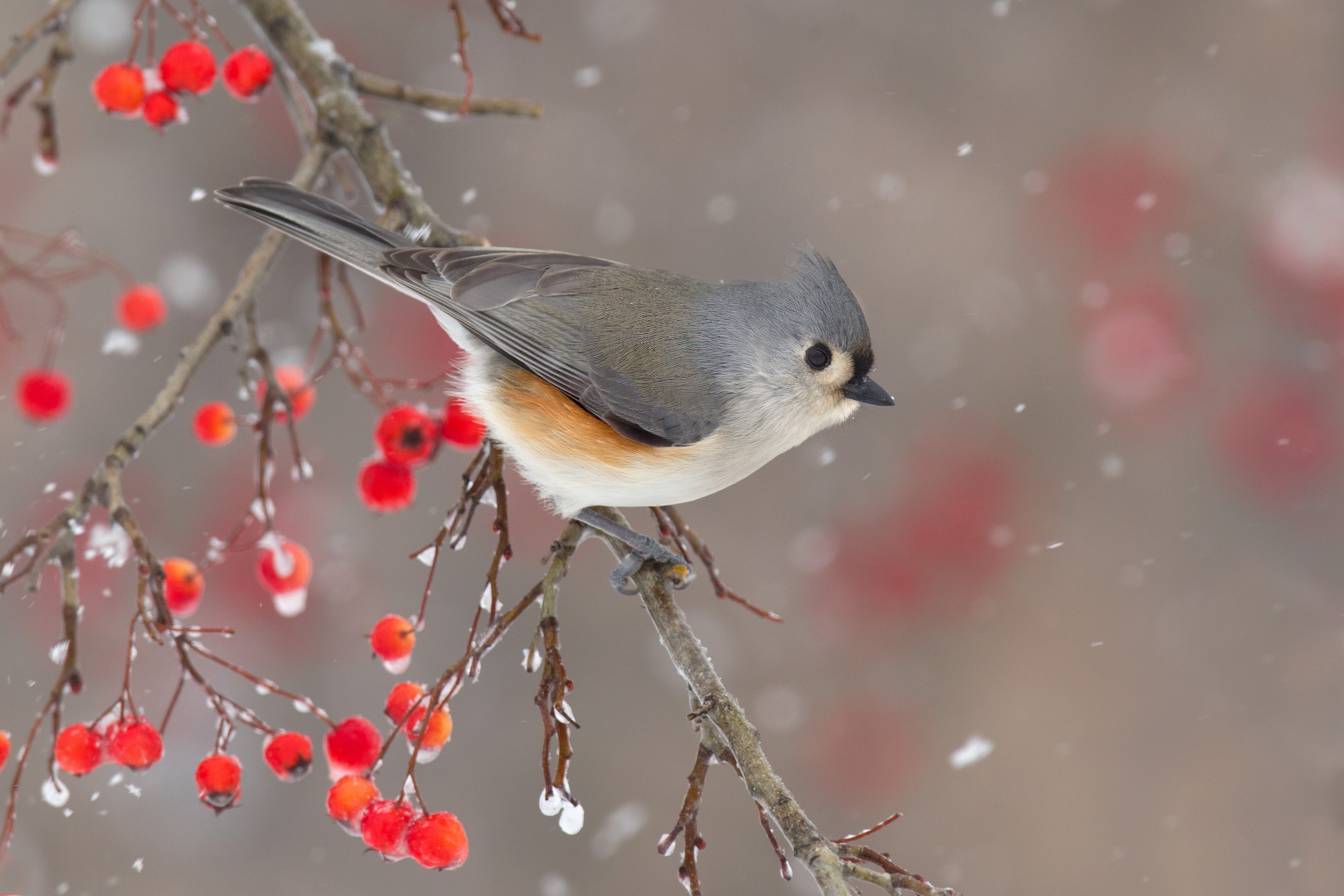 Titmouse Wallpapers