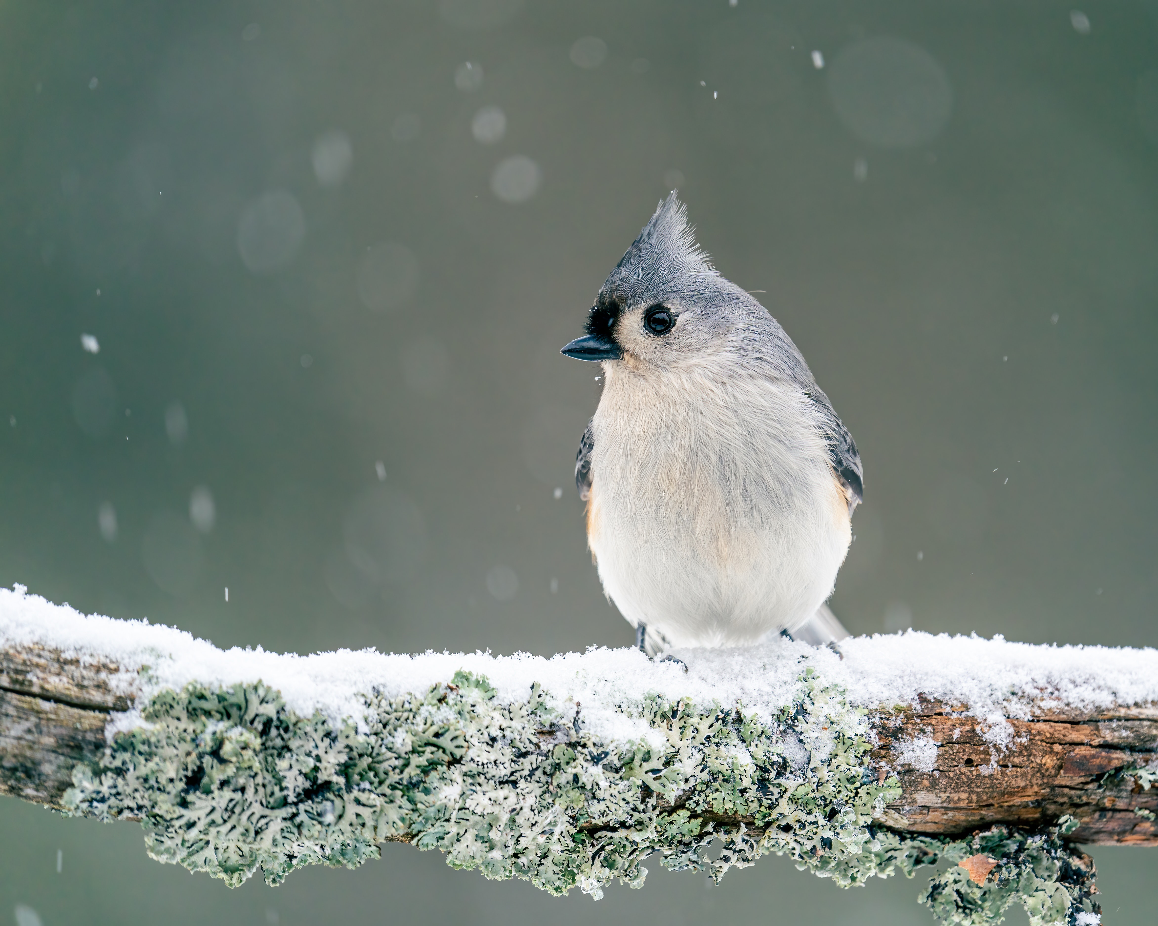 Titmouse Wallpapers