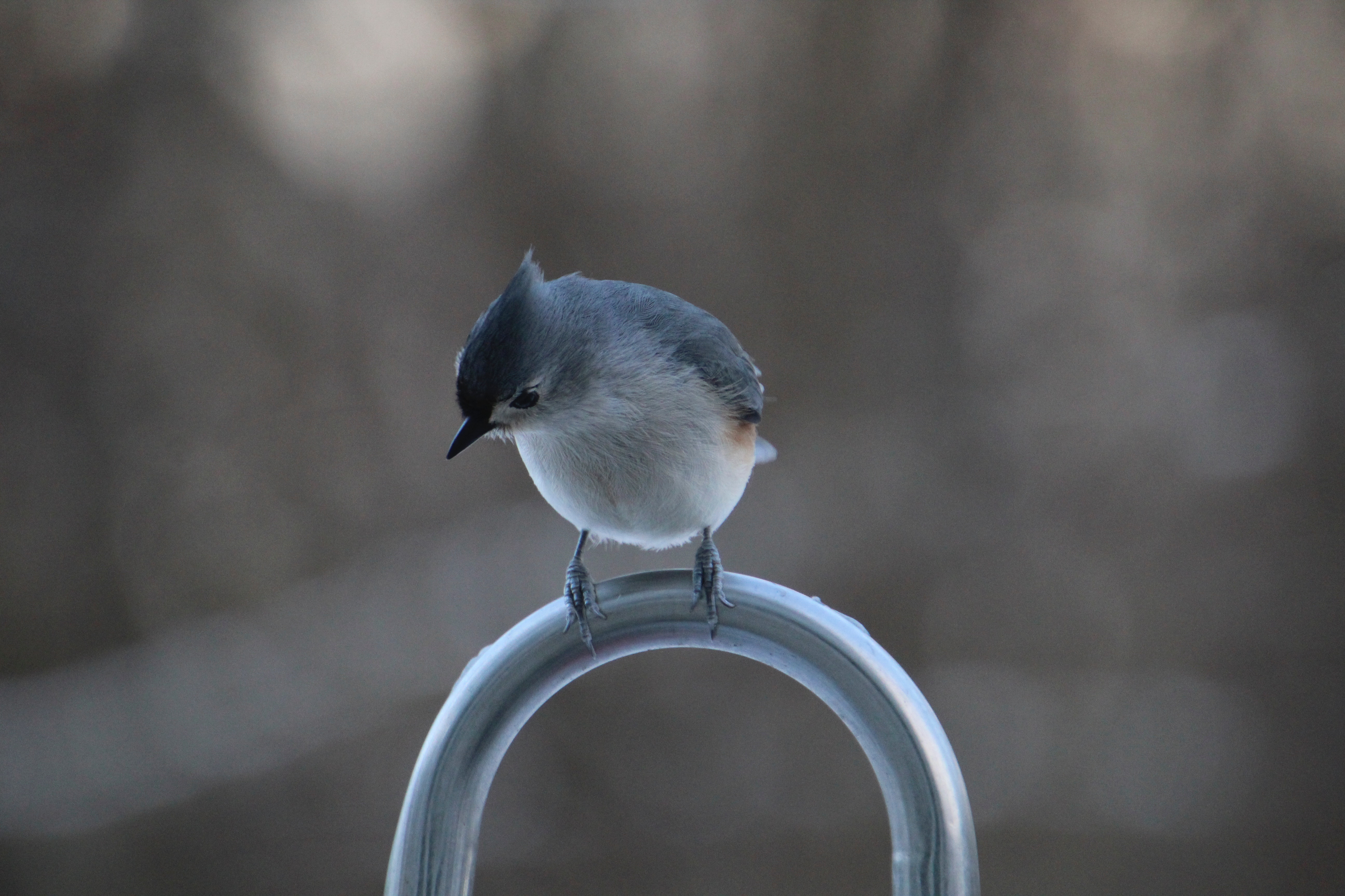 Titmouse Wallpapers