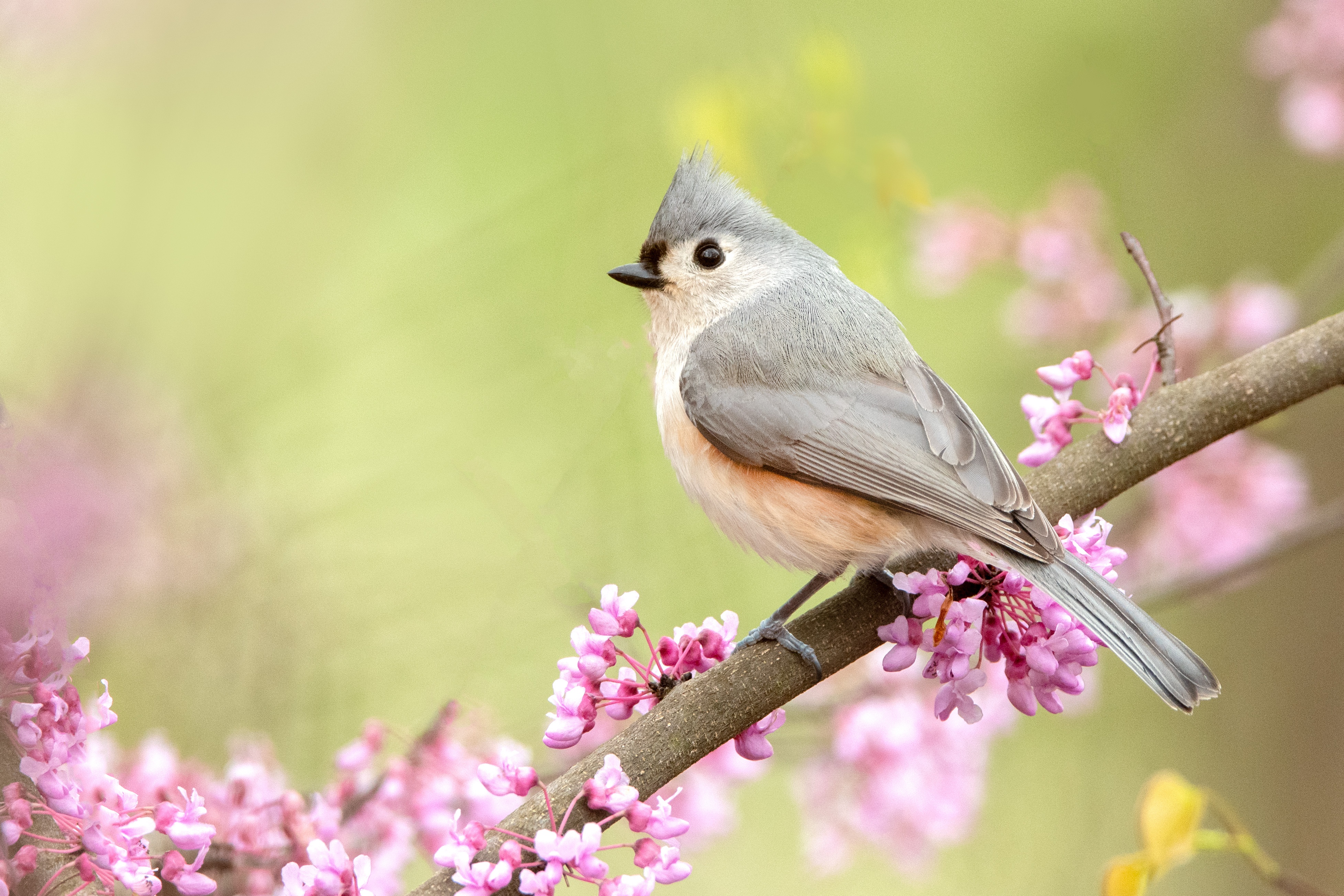 Titmouse Wallpapers