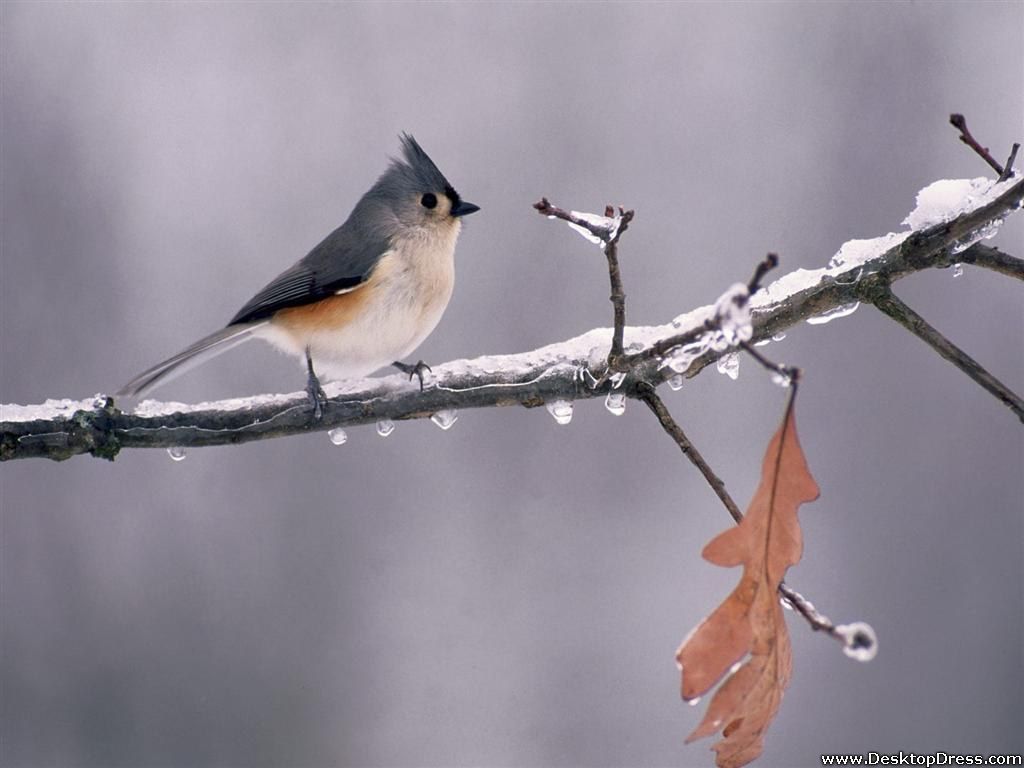 Titmouse Wallpapers