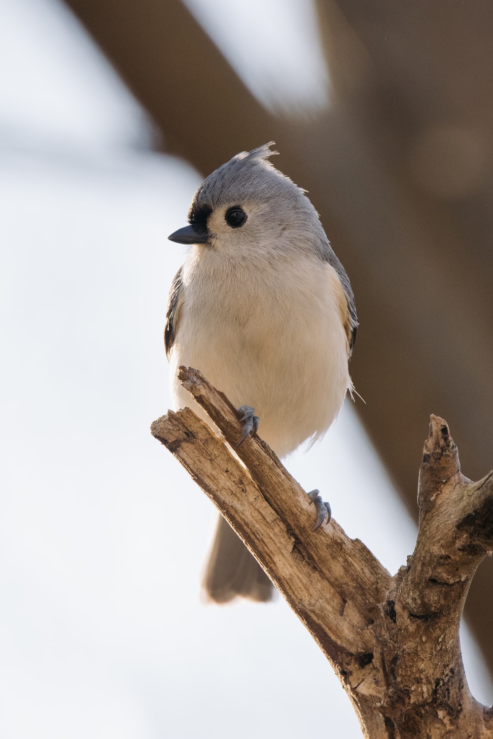 Titmouse Wallpapers