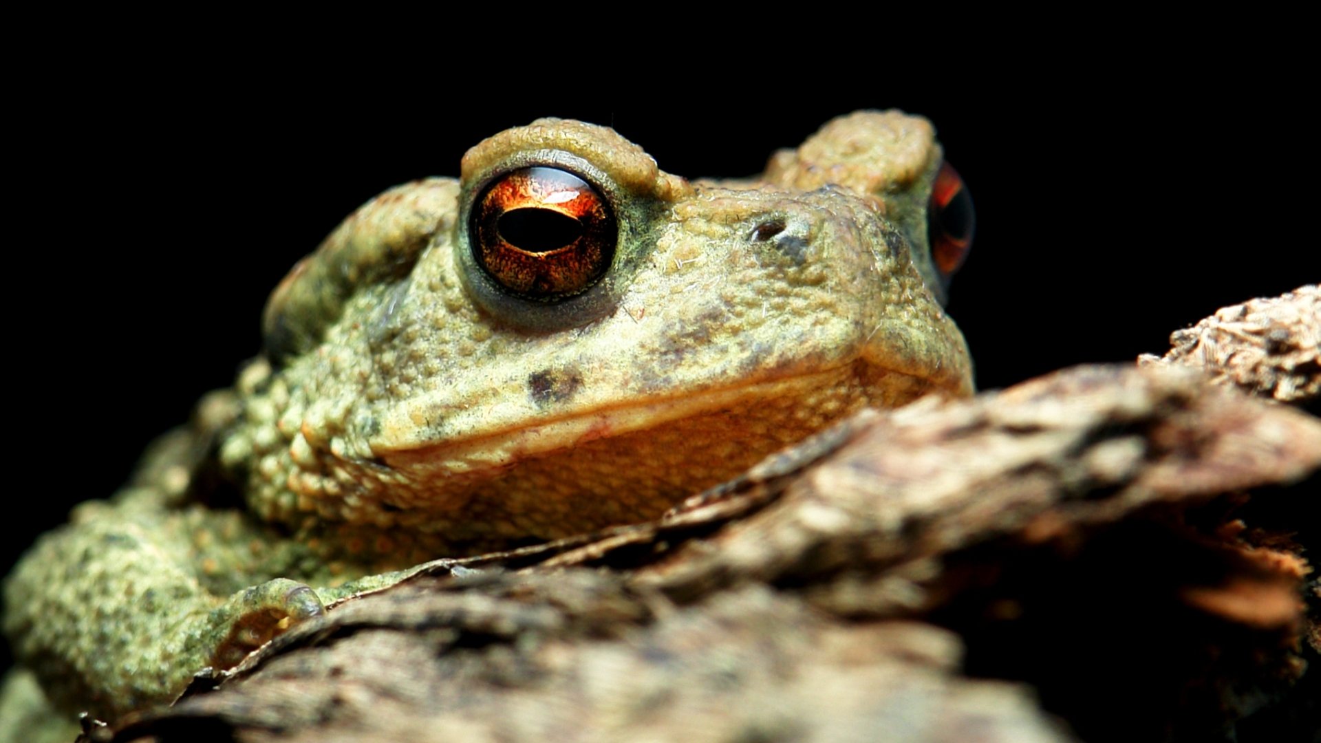 Toad Wallpapers