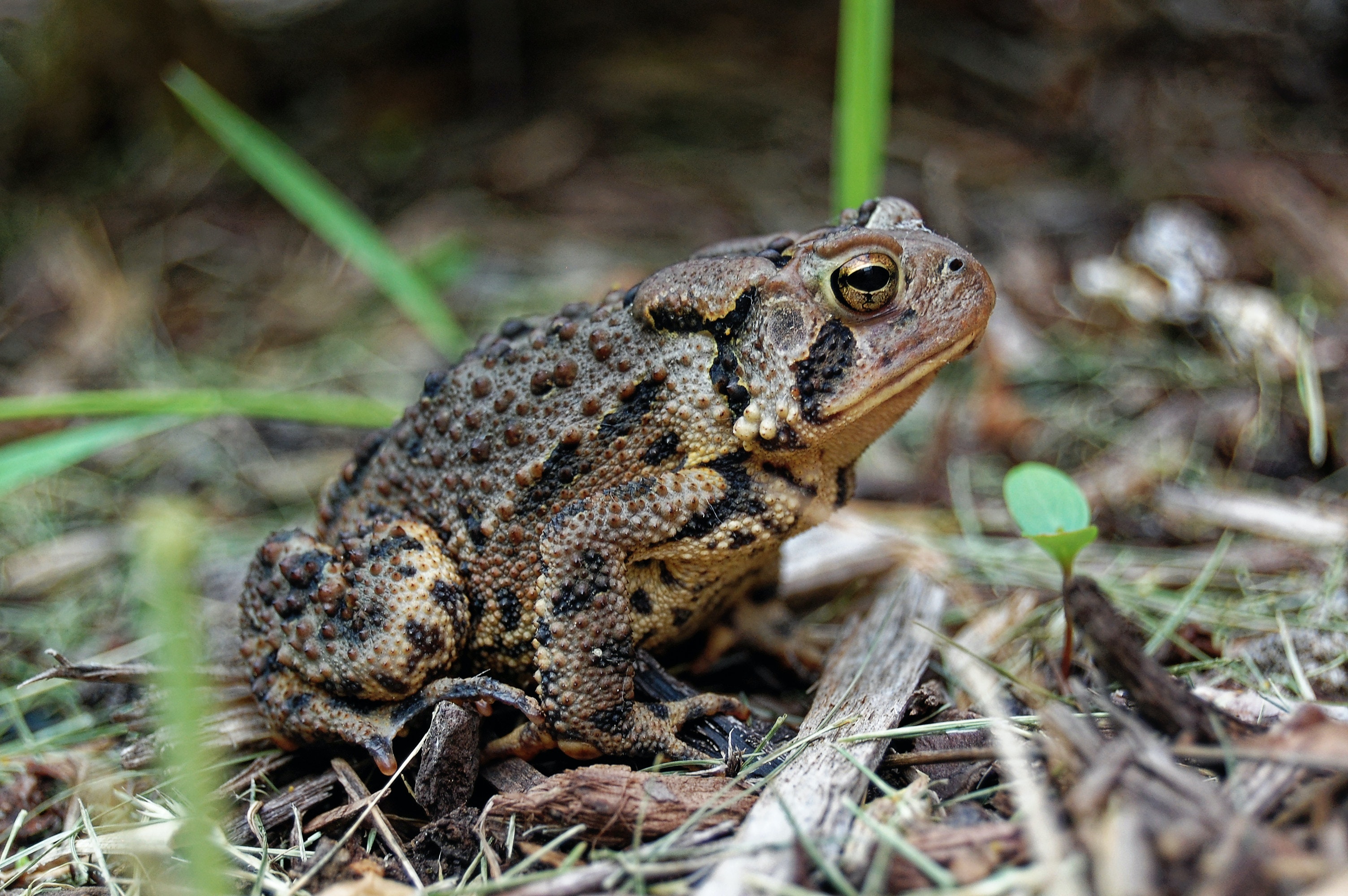 Toad Wallpapers