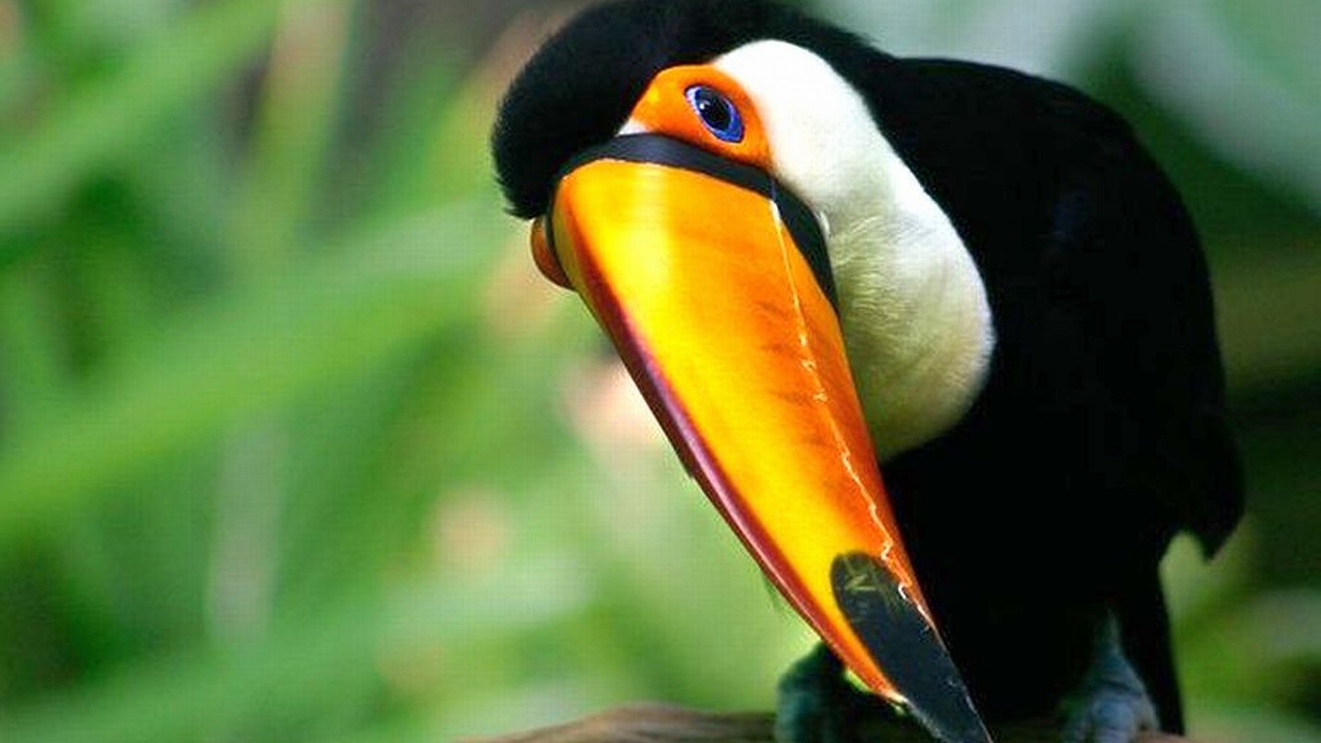 Toco Toucan Wallpapers