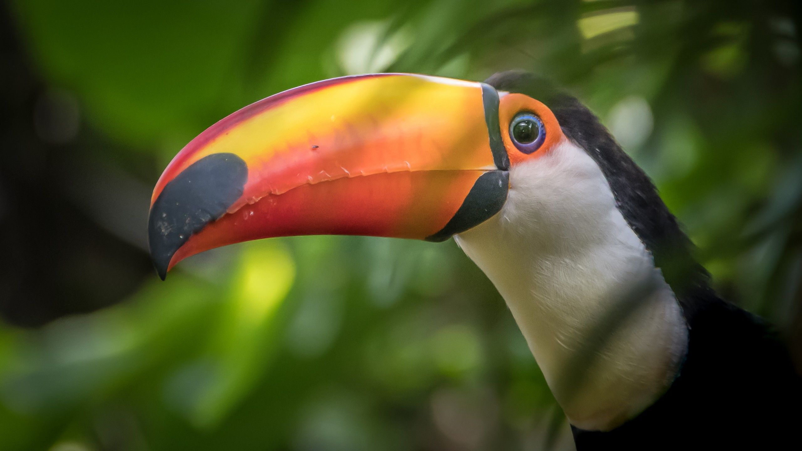 Toco Toucan Wallpapers