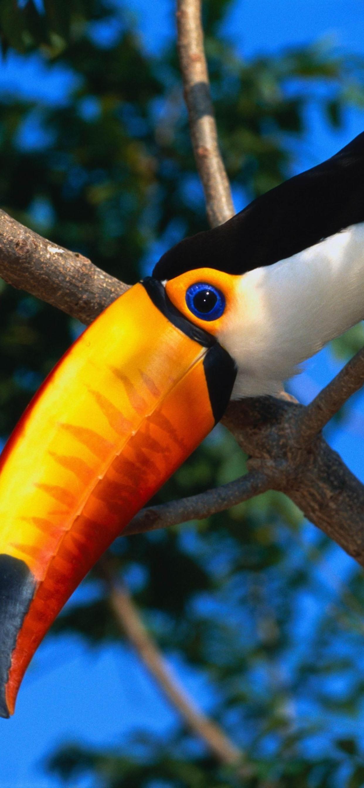 Toco Toucan Wallpapers