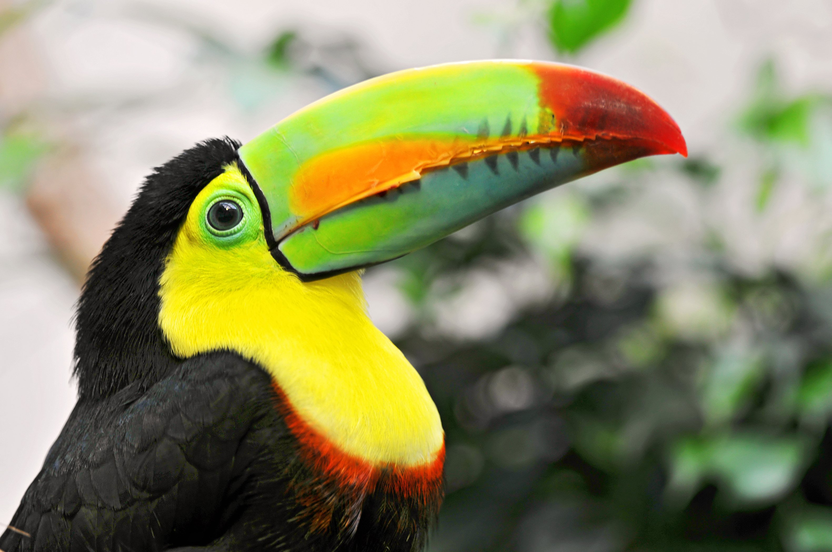 Toco Toucan Wallpapers