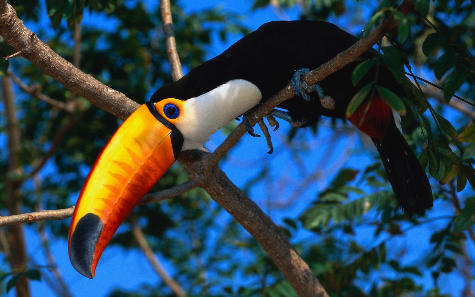 Toco Toucan Wallpapers