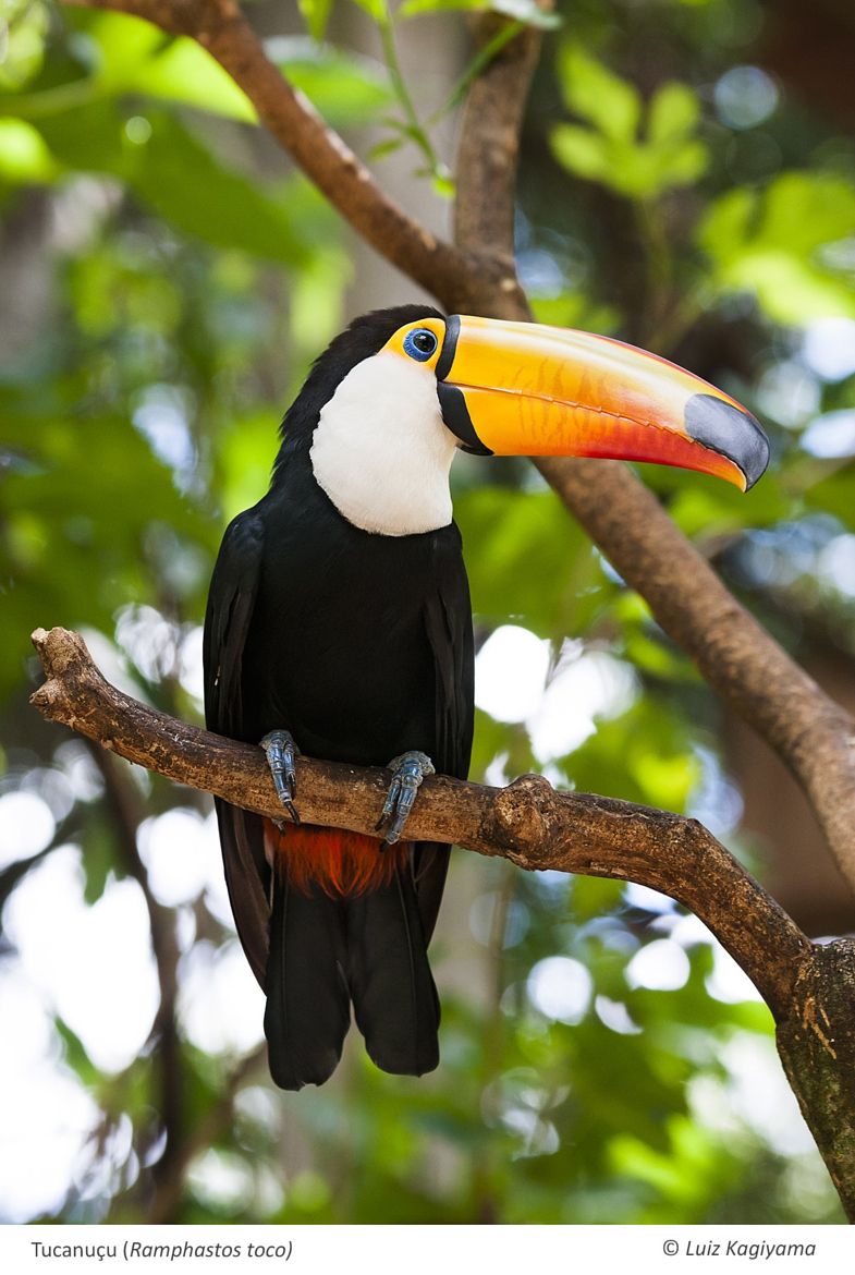 Toco Toucan Wallpapers