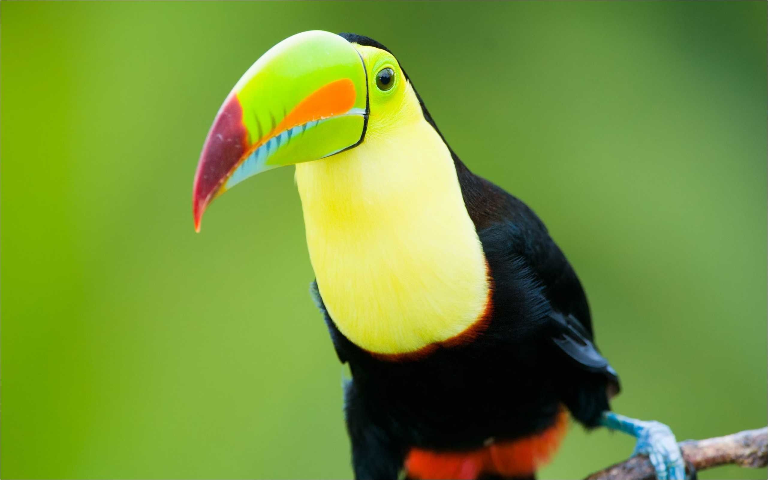 Toco Toucan Wallpapers