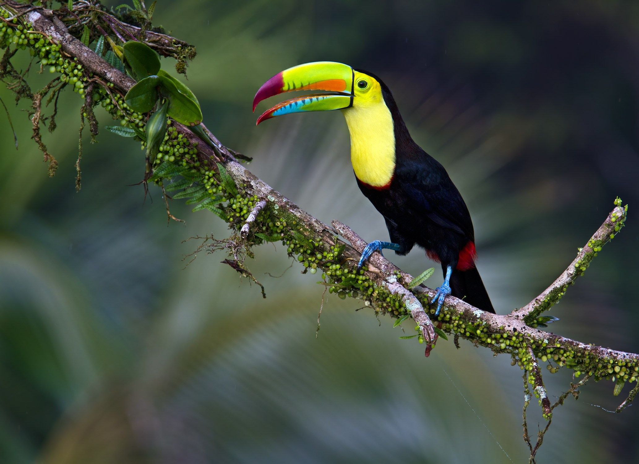 Toco Toucan Wallpapers