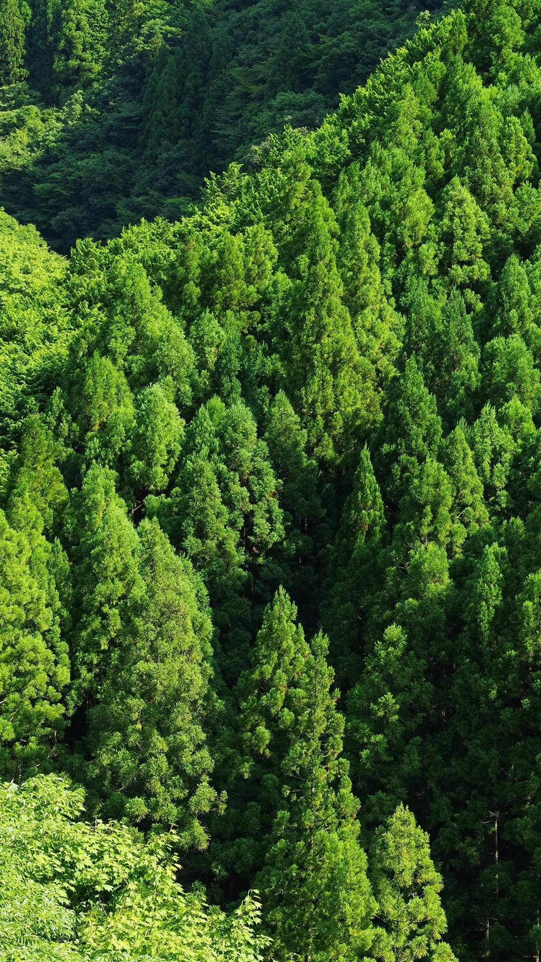 Top View Of Forest Green Trees Wallpapers