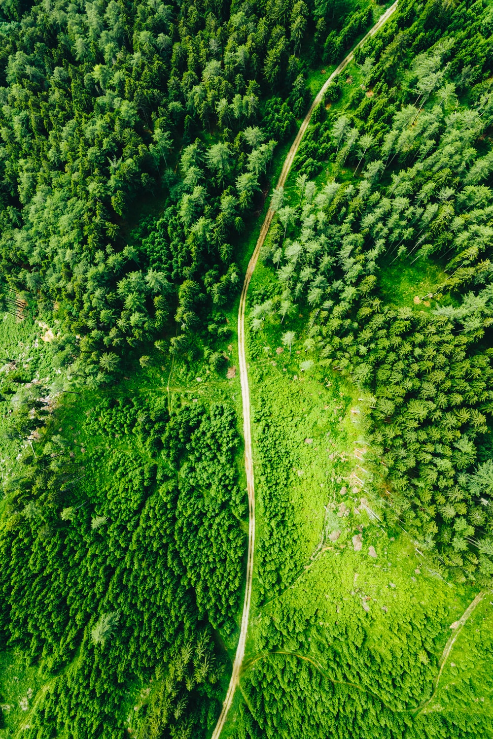 Top View Of Forest Green Trees Wallpapers