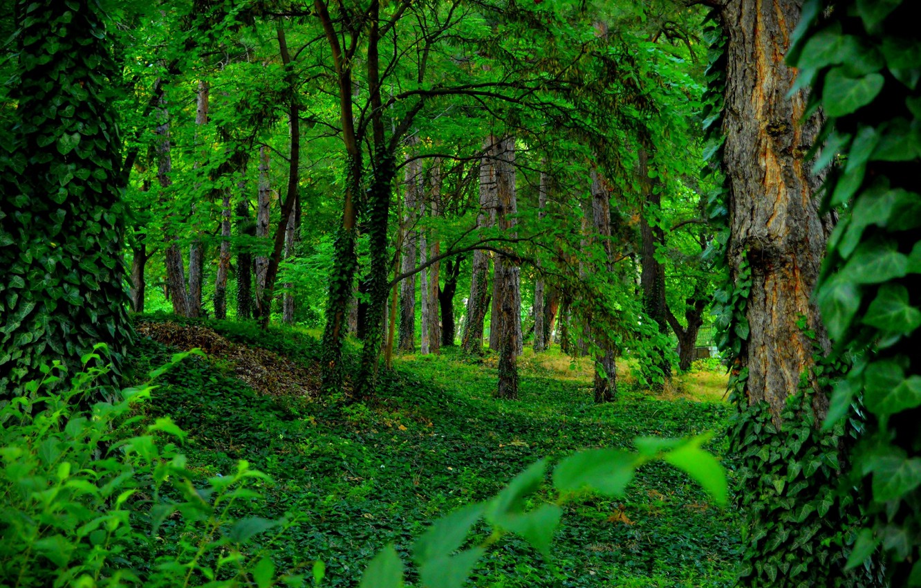 Top View Of Forest Green Trees Wallpapers