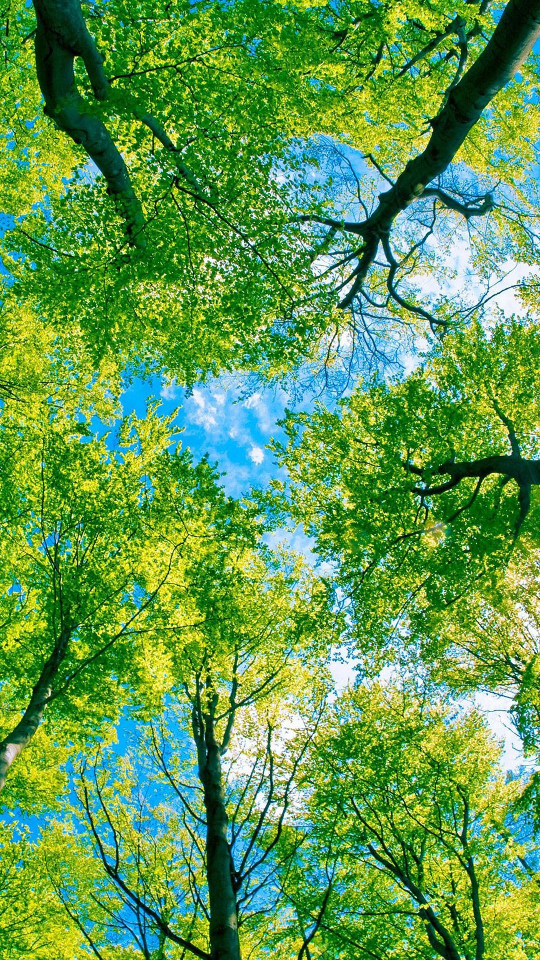 Top View Of Forest Green Trees Wallpapers