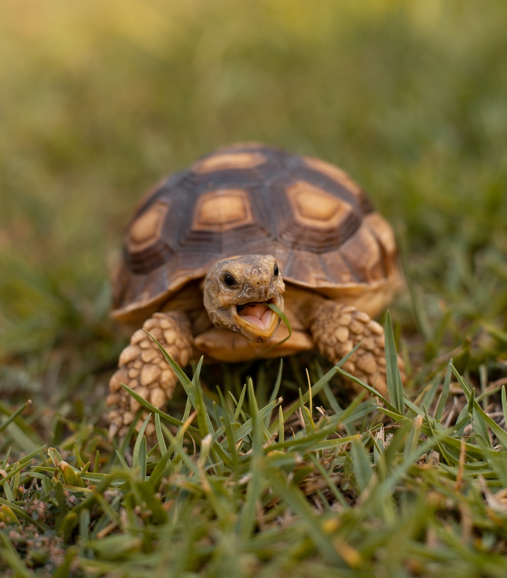 Tortoise Wallpapers