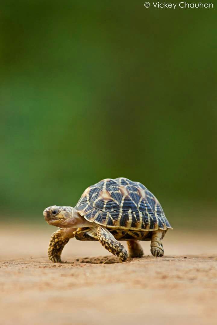 Tortoise Wallpapers