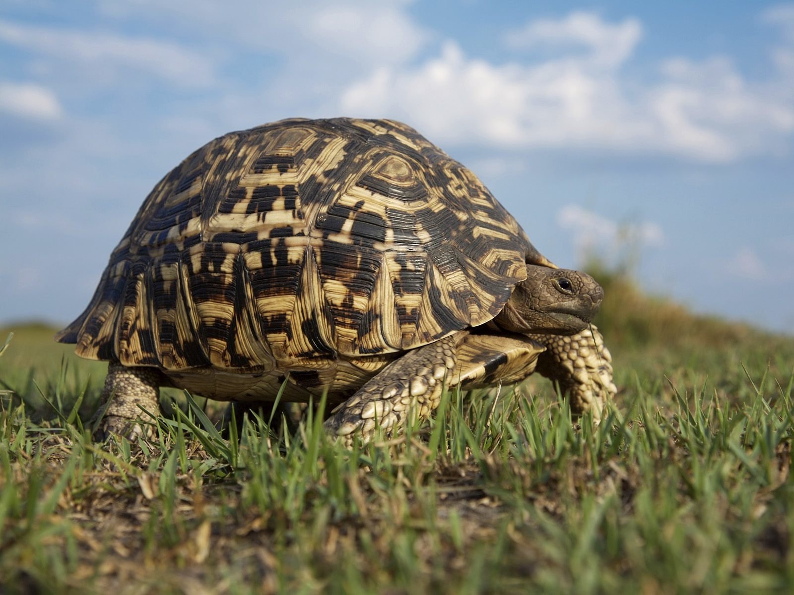 Tortoise Wallpapers