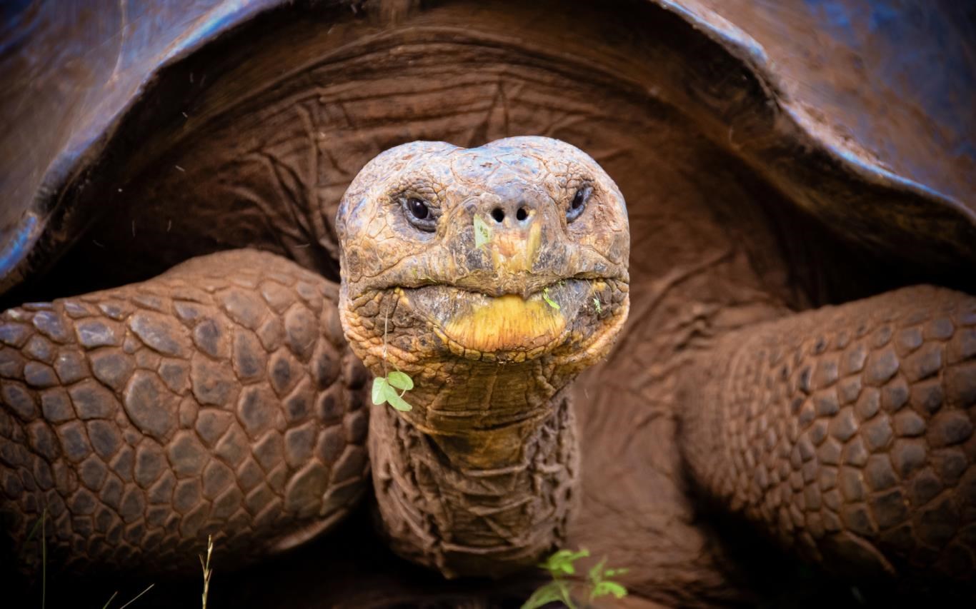 Tortoise Wallpapers