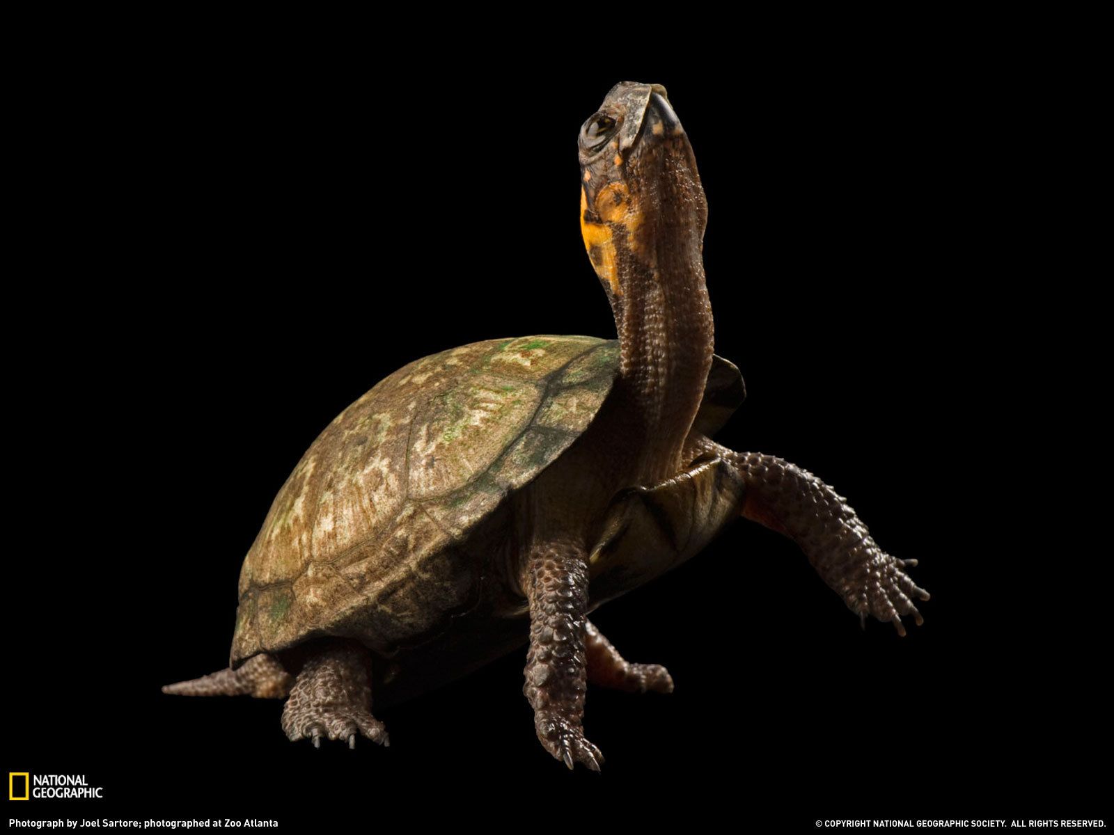 Tortoise Wallpapers