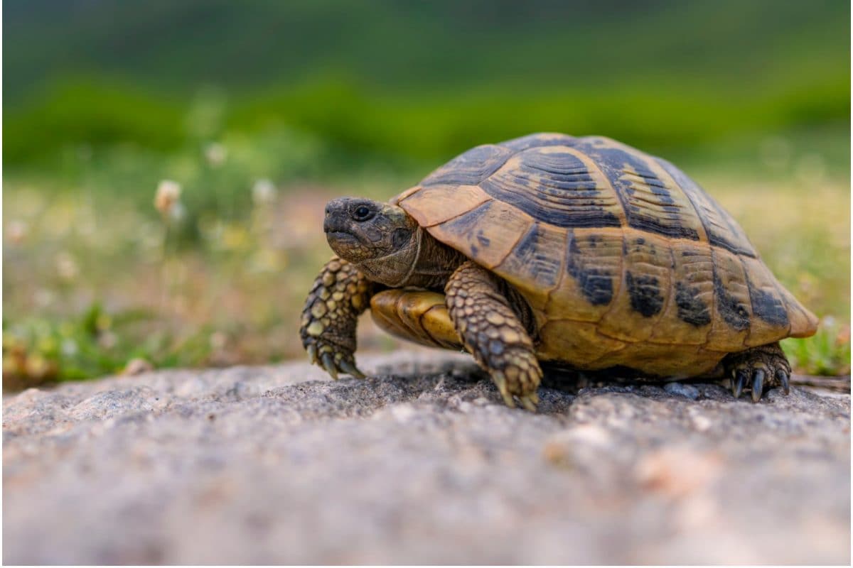 Tortoise Wallpapers