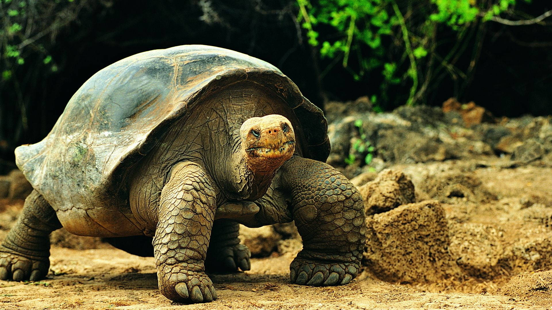 Tortoise Wallpapers