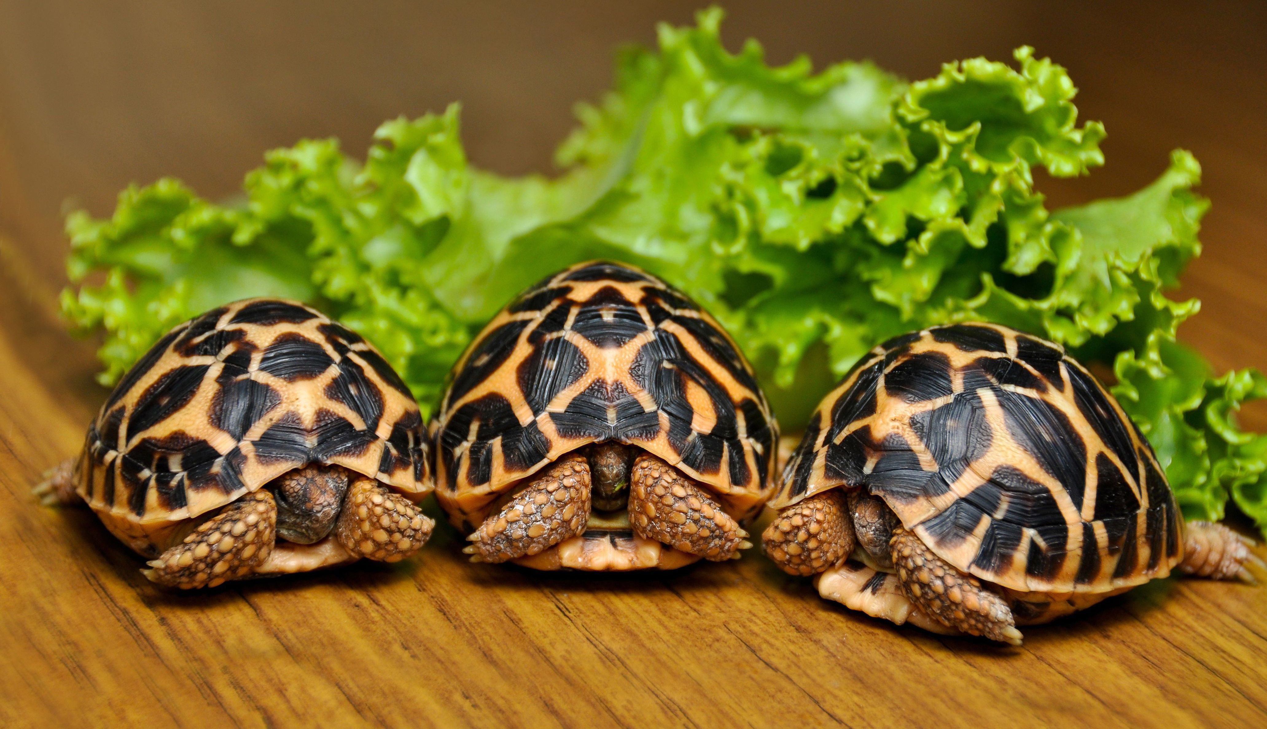 Tortoise Wallpapers