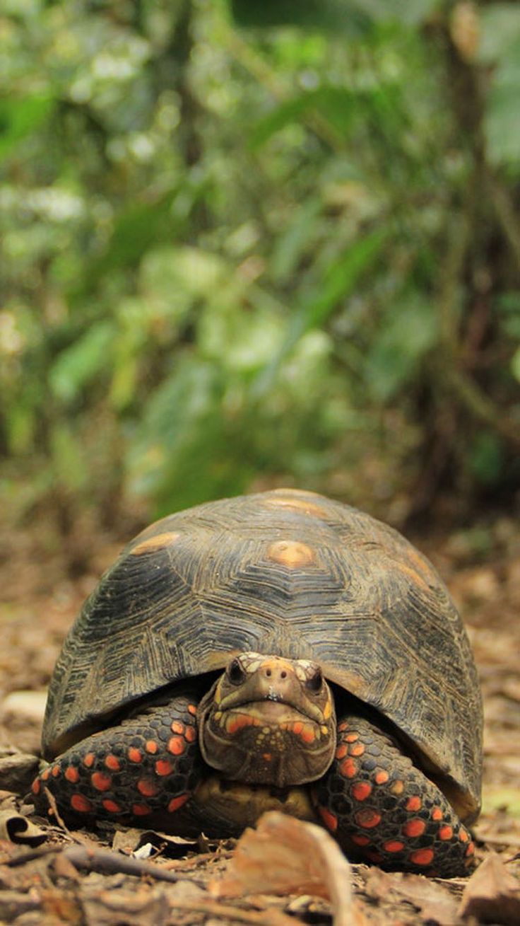 Tortoise Wallpapers