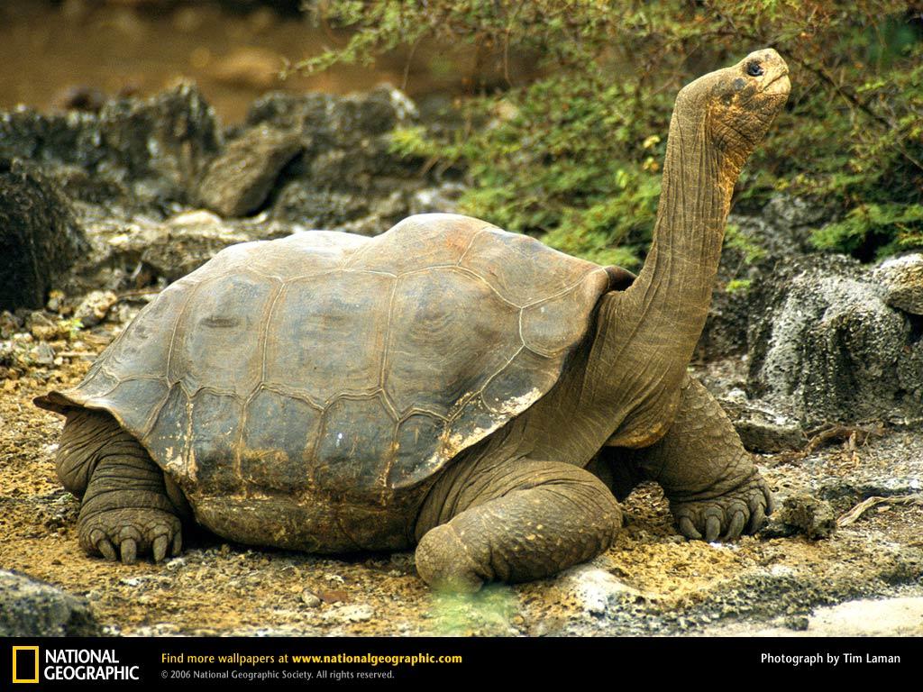 Tortoise Wallpapers