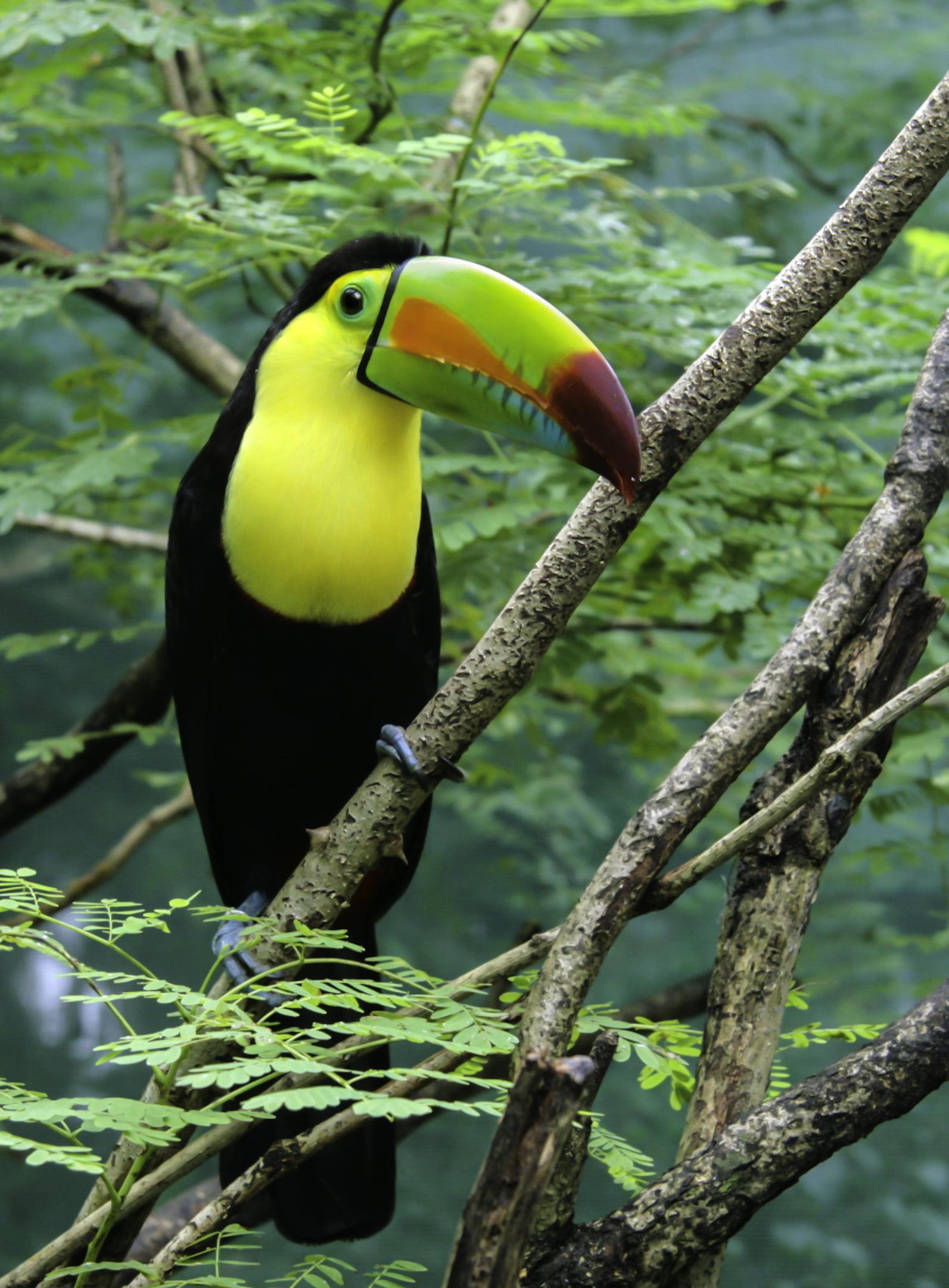 Toucan Bird Pictures Wallpapers