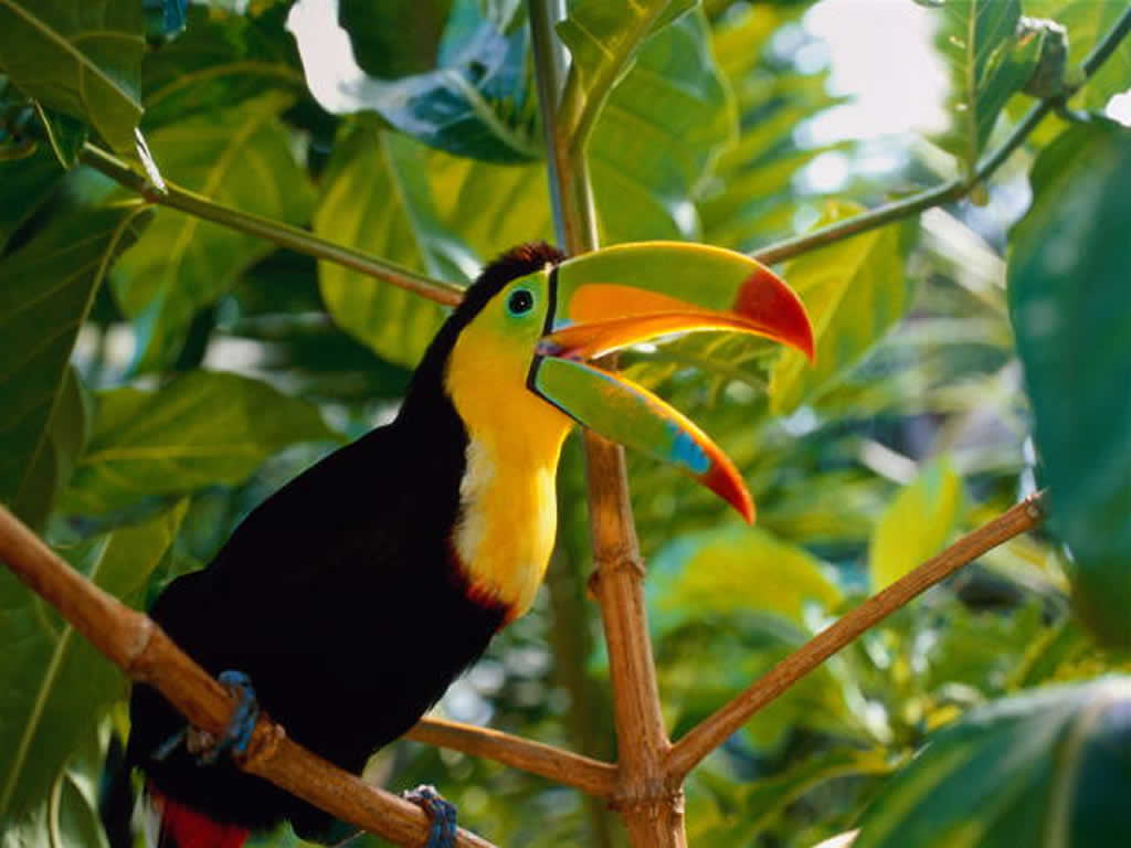 Toucan Bird Pictures Wallpapers