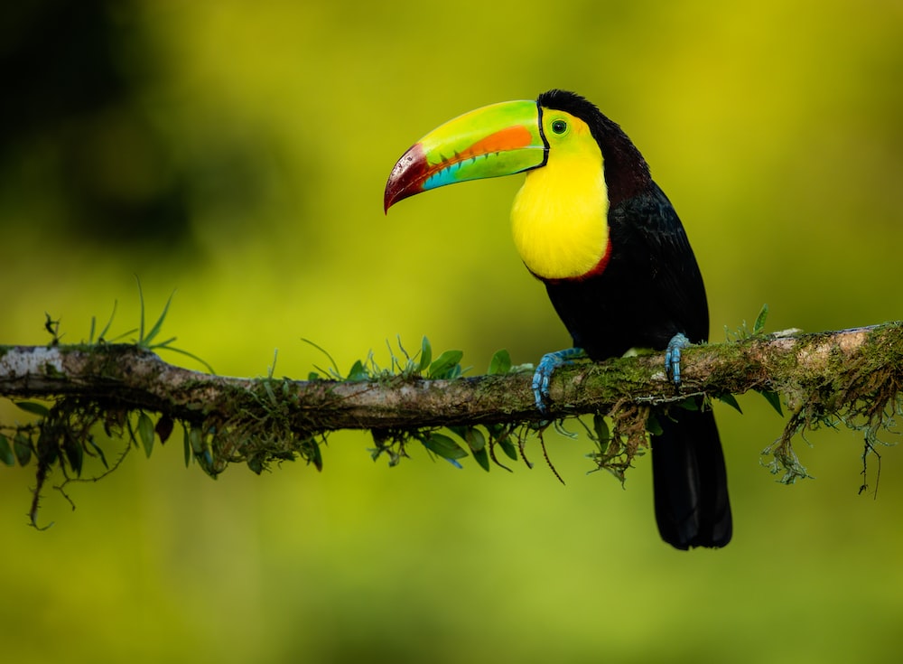 Toucan Wallpapers