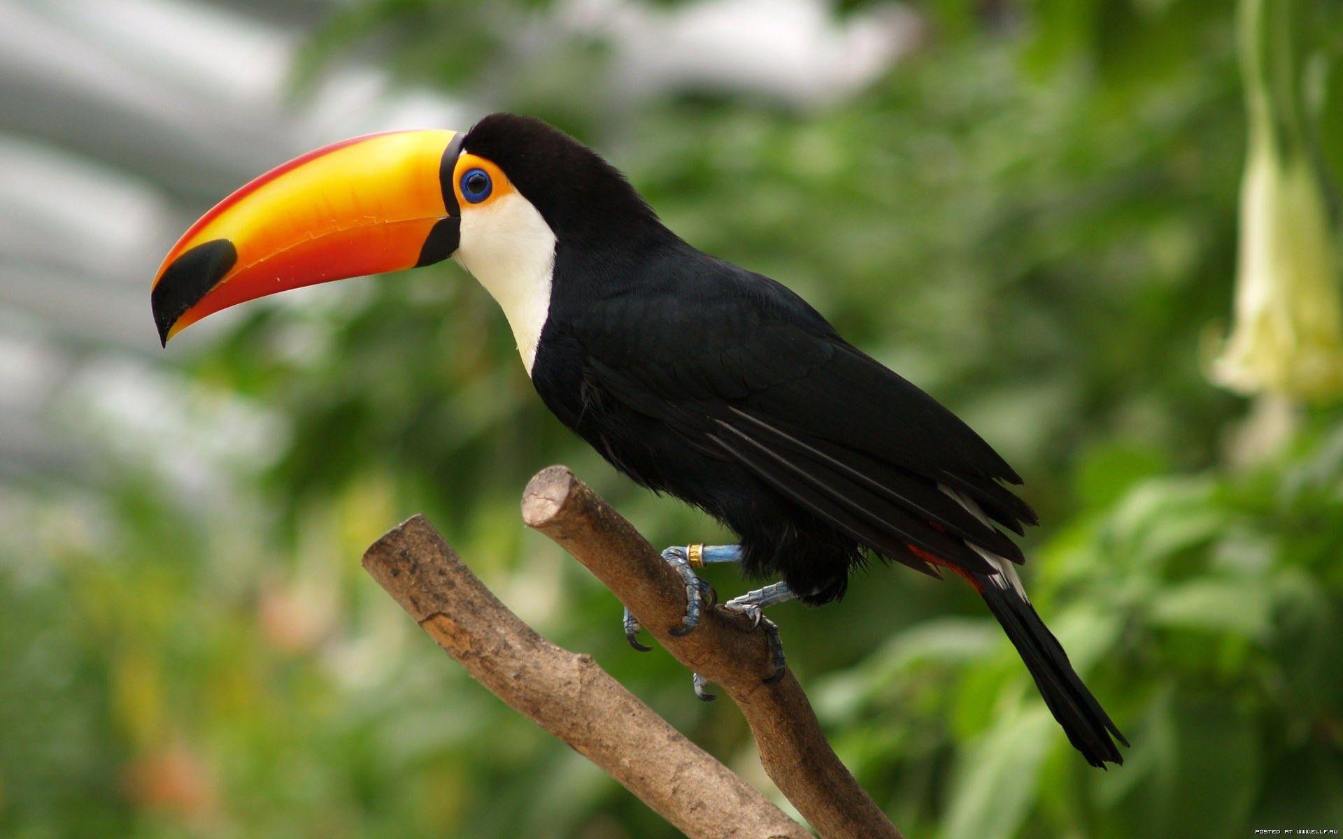 Toucan Wallpapers