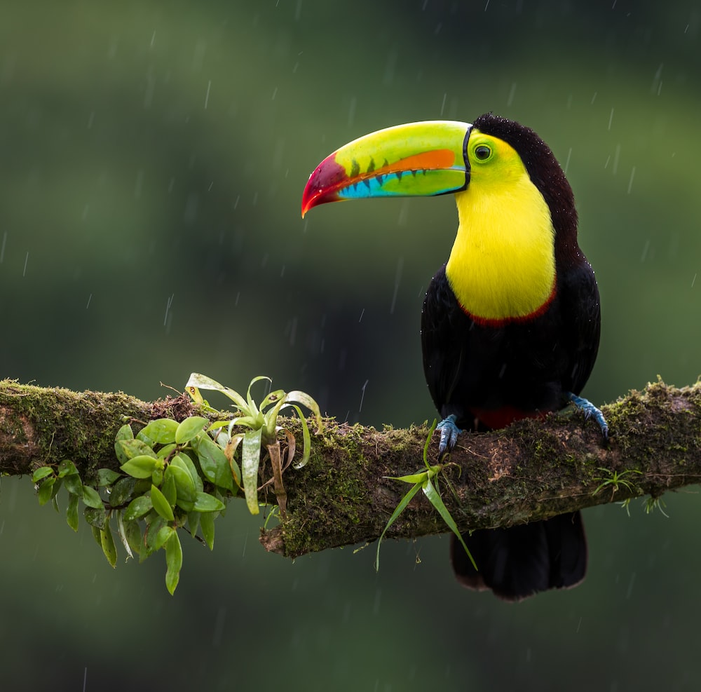 Toucan Wallpapers