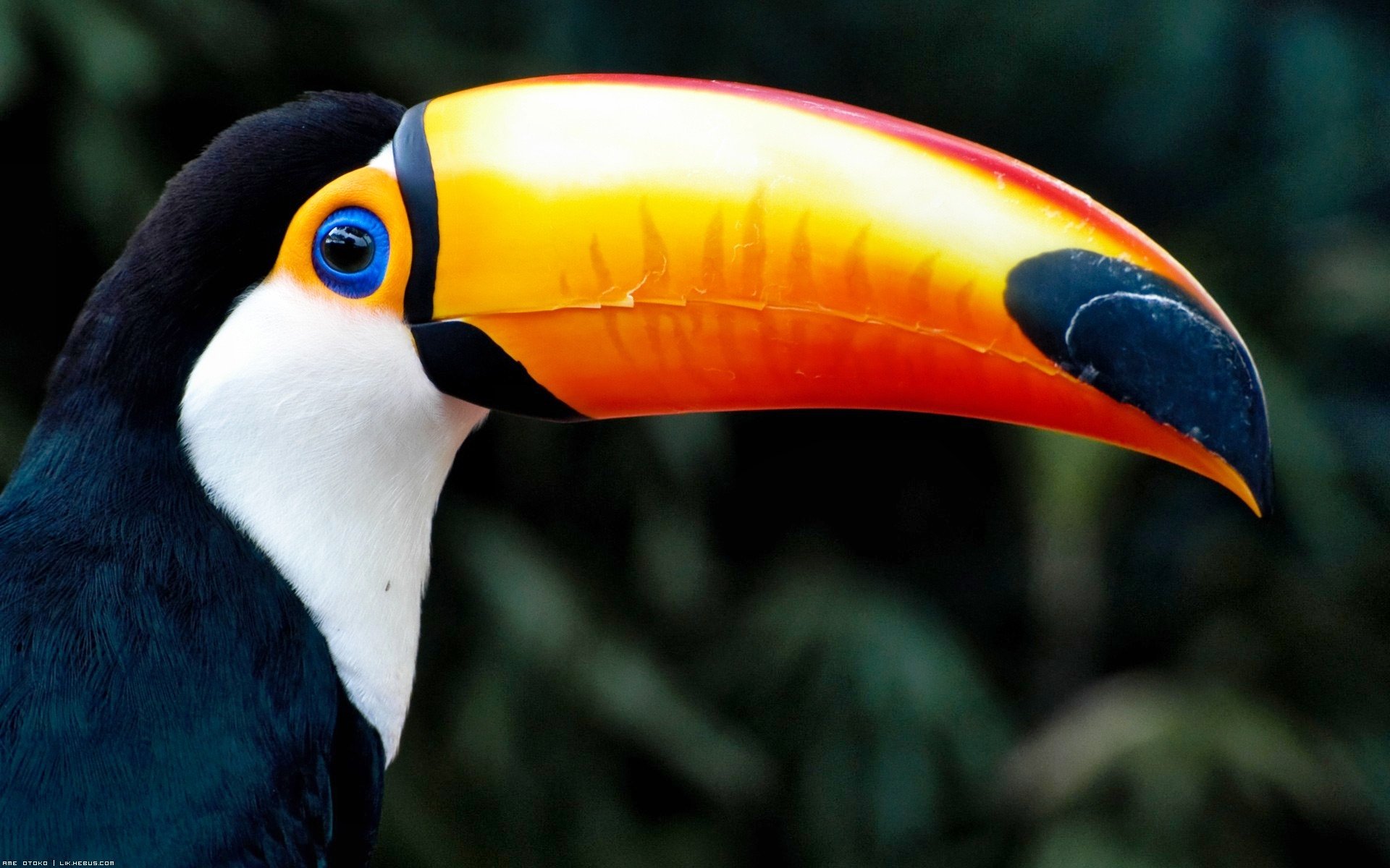 Toucan Wallpapers